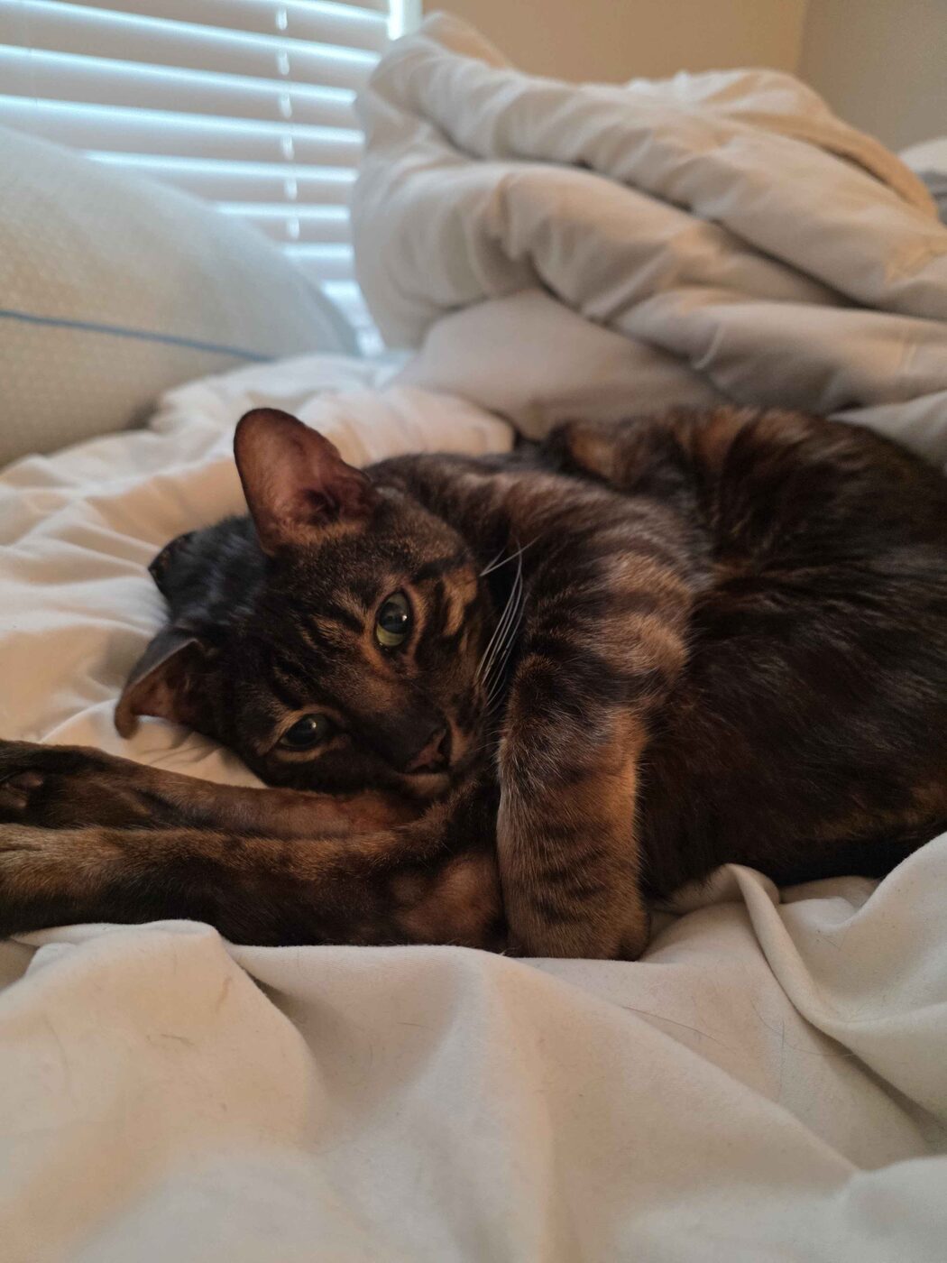Moe the tabby cat